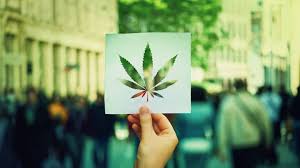 Le CBD en France : tout ce qu’il faut savoir en 2025